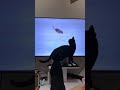 猫テレビに大興奮！　 shorts