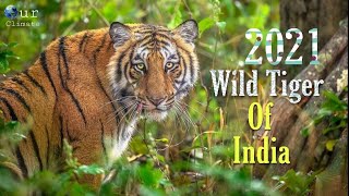 [Tiger Pride 2021] Wild Tiger Of India New Documentary 2021 - Our Climate .