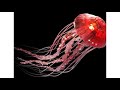 அட நான் மீன் இல்லபா jelly fish facts on jellyfish