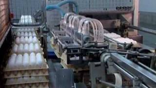 How It's Made Eggs Packaging