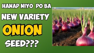 Hanap Niyo Po Ba New Variety Onion Seed?