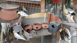 Cockatiels breeding box and matkis getting ready|Cockatiel breeding