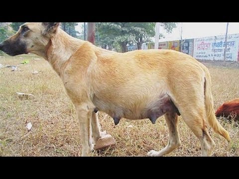 How To Identify Dog False Pregnancy How To Identify Dog False Pregnancy