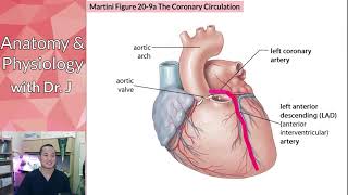 PHYL 142 | Cardiac | Coronary Vessels