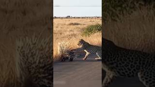 ক্ষুধার্ত চিতা বাঘ ও সজারু যুদ্ধ || Hungry Leopard and Porcupine Fight #fight #leopard #animals