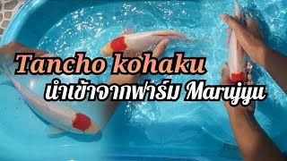 ปลานอกนำเข้าจากประเทศญี่ปุ่น100% ตันโจโคฮากุ หุ่นดี ผิวดี อนาคตไกล | KOI Collection | EP.19