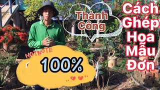 Cách ghép hoa mẫu đơn thành công 100%@Nongdanthanhcong