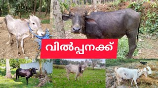 വിൽപ്പനക്ക് | പോത്തുകളും കാളകളും ആടുകളും