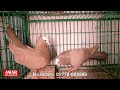 মাত্র ২০০ টাকায় রবিন ভাইয়ের কবুতর pigeon farm kobutor hat 2023 pigeon market in bangladesh