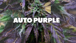 Auto Purple Indoor Grow