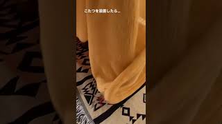 猫はほんとうにこたつが好きなのか