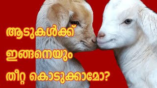 How to feed mix For Goat|ആടുകൾക്ക് തീറ്റ കൊടുക്കുന്ന രീതി