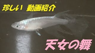 珍しいメダカ紹介動画　天女の舞