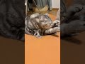 猫　毛づくろいする時目をつぶるのがかわいい