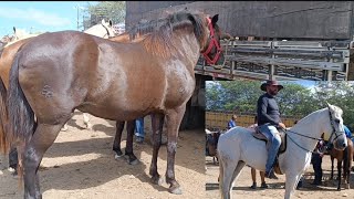 Lindos Cavalos na feira os melhores preços de Cavalo em Caruaru