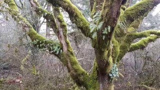 Oregon White Oak / Quercus garryana - Second Video