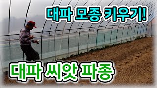 [대파 모종] 대파 씨앗 파종 (대파 모종 키우기) – 농사일기