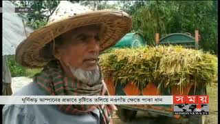 তলিয়ে গেছে নওগাঁয় মাঠের পাকা ধান | Naogaon News | Somoy TV