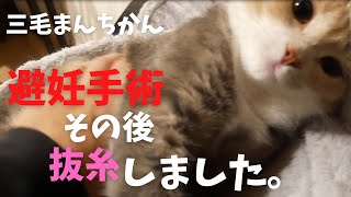 【避妊手術】術後から抜糸当日までの様子はこちらです【三毛猫マンチカン】