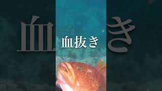 40超！？日本海の海で高級ハタを狙う！