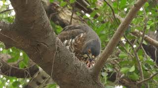 20230215 東寧運動公園鳳頭蒼鷹 – 母鳳頭吞斑鳩腳