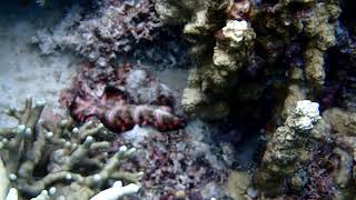 20190607 0612 Coron Palawan diving trip 1