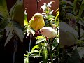 budgerigar meloセキセイインコ虎皮鸚鵡剪羽噴浴後曬太陽.mp4