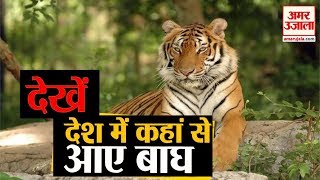 जानिए, भारत में कहां से आए बाघ | Interseting facts about Indian Tigers | Amar Ujala