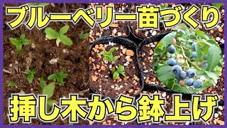 【ブルーベリー】苗を増やそう！挿し木苗をポットに鉢上げする方法