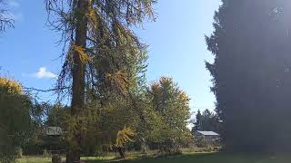 taking down a Tamarack tree