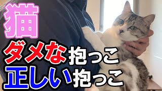 危険な抱っこやってませんか？ダメな抱っこと正しい抱っこの方法を解説【保護猫】