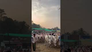 Vaniyamkulam chanta🐏🐃🐄#shorts #shortvideo #viral #vaniyamkulam #chantha #kalapoot #kerala #short