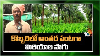 Cultivation of Pepper as an Intercrop in Coconut | కొబ్బరిలో అంతర పంటగా మిరియాల సాగు | Matti Manishi