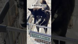 お散歩気分でショッピングカートに乗る柴犬