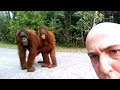 young orangutan with mother surprise encounter