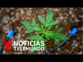 Legisladores aprueban proyecto sobre uso de la marihuana | Noticias Telemundo