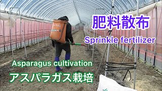 Sprinkle chemical fertilizer！ Asparagus greenhouse cultivation