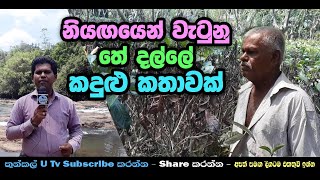 නියඟය \u0026 තේ දල්ලේ කදුල - Thynkal U Tv