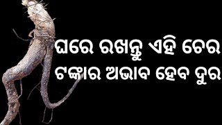 ଘରେ ରଖନ୍ତୁ ଏହି ଗଛର ଚ଼େର ଟଙ୍କାର ଅଭାବ ହେବ ଦୁର | tecbigyan channel