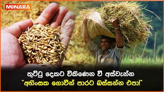 තුට්ටු දෙකට විකිණෙන වී අස්වැන්න \