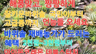 가을판매2부#가격인하#예쁜바위솔70여종판매시작합니다~