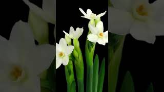 Blooming Flower Paperwhite Narcissus Papyraceus Time Lapse ❤️ Love Flowers ❤️ #Shorts