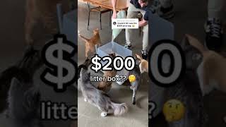 Is the Cove litter box worth it?? #shorts