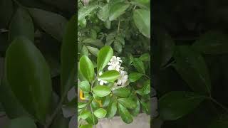 Beautiful Flowers Of Kamini / Madhukamini / Dwarf Kamini / Murraya Paniculata