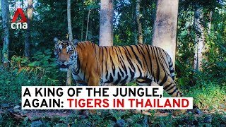 A king of the jungle, again: Tigers in Thailand