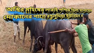 অস্থির মহিষের লারাই পশ্চিম চিলা সালামের দোকানের পাশে #হলুদিয়া ইউনিয়ন