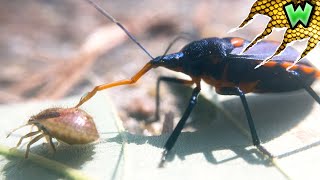 This Stink Bug's Mouth Will Melt Your Insides