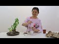 How to make a DIY potted plant   Life Hack Yan