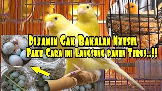 Banyak yang Belum tau Cara ini‼️Cara Ternak Kenari cepat bertelur