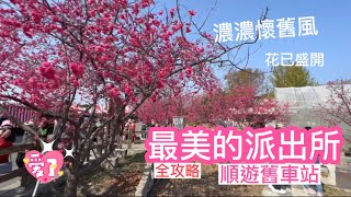 2023.2.16 泰安派出所櫻花全攻略，免門票，景點不大但很精緻，近泰安火車站，可順遊舊車站